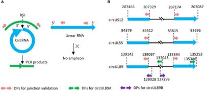 Identification and characterization of human cytomegalovirus-encoded circular RNAs